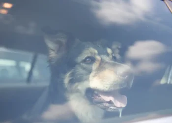 Heat trap car: Danger to life for the dog