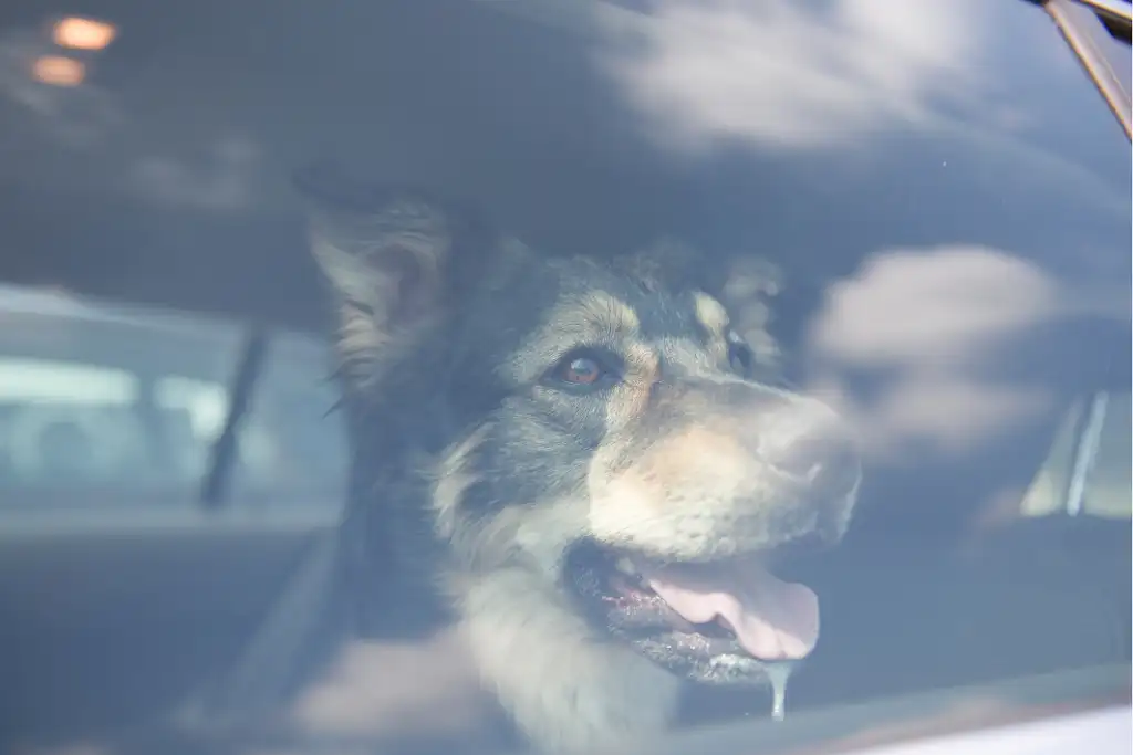 Heat trap car: Danger to life for the dog