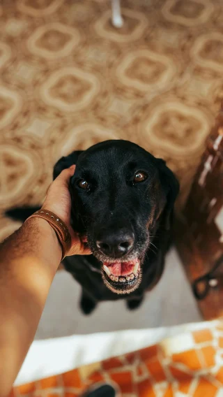 Illustration of the article: 6 tips for finding the perfect pet-sitter