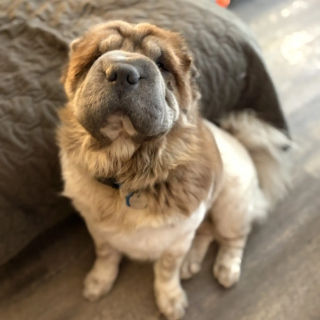 Article illustration: This shelter dog was wary of men until her caregiver put on a wig to gain her trust (video)