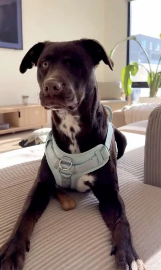 Illustration of the article: After a few days of waiting, a little girl finds the one-eyed dog who marked her at the shelter and adopts her (video)