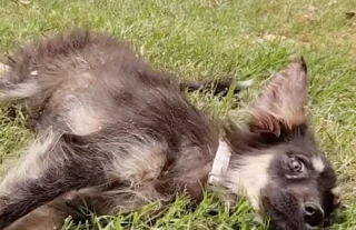 Illustration of the article: Covered in ticks and anemic, this young dog, well cared for by her foster family, is now spreading her joy of living