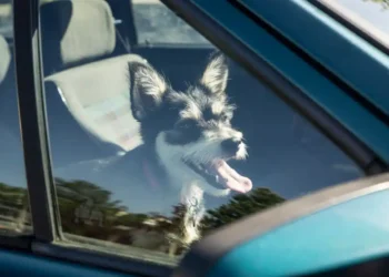 Protect dogs etc. from heat