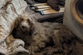 Illustration of the article: Rescued at the same time as 250 animals, this dog begins a new life at 13 years old, alongside delighted adopters