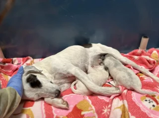 Illustration of the article: Inconsolable in the absence of her puppies, this dog regains her lost joy when they are brought to her at the shelter 5 days later