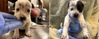 Illustration of the article: Inconsolable in the absence of her puppies, this dog regains her lost joy when they are brought to her at the shelter 5 days later