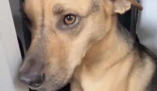 Illustration of the article: A man comforts his dog who hid in the closet before his first car ride (video)