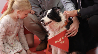 Illustration of the article: Palm Dog 2026, which dog will succeed Panda and win this famous canine prize for his memorable acting?