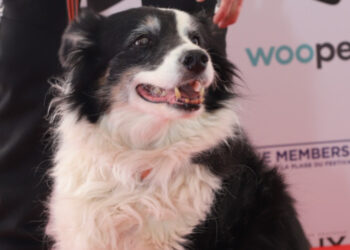 Palm Dog 2026, which dog will succeed Panda and win this famous canine prize for his memorable acting?
