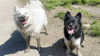 Illustration of the article: 12 photos of dogs who rolled in the mud and absolutely do not regret it