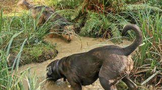 Illustration of the article: 12 photos of dogs who rolled in the mud and absolutely do not regret it