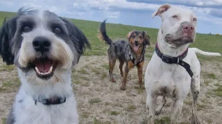 Illustration of the article: 12 photos of dogs who rolled in the mud and absolutely do not regret it