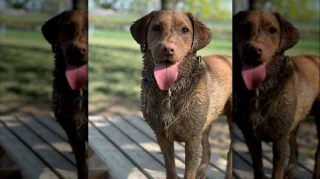 Illustration of the article: 12 photos of dogs who rolled in the mud and absolutely do not regret it