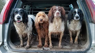 Illustration of the article: 12 photos of dogs who rolled in the mud and absolutely do not regret it