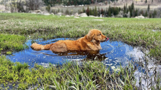 Illustration of the article: 12 photos of dogs who rolled in the mud and absolutely do not regret it