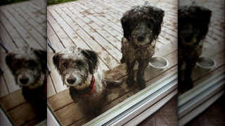 Illustration of the article: 12 photos of dogs who rolled in the mud and absolutely do not regret it