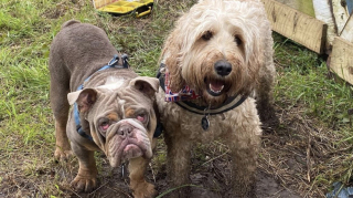Illustration of the article: 12 photos of dogs who rolled in the mud and absolutely do not regret it