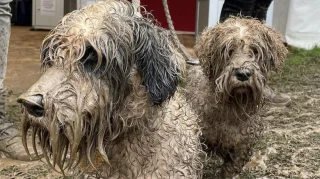 Illustration of the article: 12 photos of dogs who rolled in the mud and absolutely do not regret it