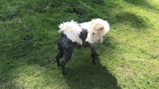 Illustration of the article: 12 photos of dogs who rolled in the mud and absolutely do not regret it