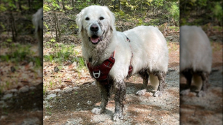 Illustration of the article: 12 photos of dogs who rolled in the mud and absolutely do not regret it