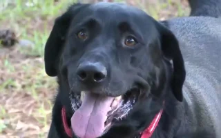 Illustration of the article: A particularly peaceful Labrador honored during a ceremony for having chased away a dangerous burglar