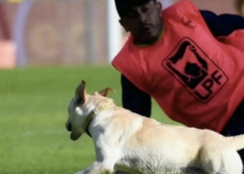 7-month-old runaway puppy reunited with owner after surprise appearance at football match (video)