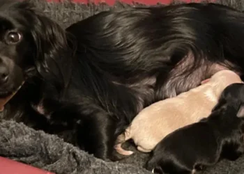 A dog who disappeared the day after her adoption is found 7 weeks later with her puppies born while she ran away