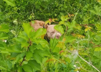 A lost and hungry dog ​​wandering dangerously near the rails is saved after 8 hours of slowing trains in Moselle