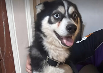 A police officer determined to save a kidnapped family dog ​​manages to find him and foils an extortion attempt