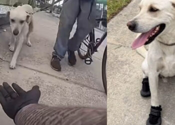 A police officer sees a dog struggling to walk on hot asphalt and offers him protective boots (video)