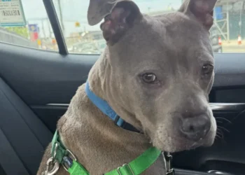 After 150 days in shelter, this Pitbull escapes euthanasia thanks to actor Justin Theroux and an association