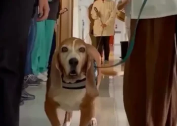 After 7 years of dedication to the hospital, an emotional support dog receives a guard of honor for his retirement (video)