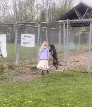 Illustration of the article: After a few days of waiting, a little girl finds the one-eyed dog who marked her at the shelter and adopts her (video)