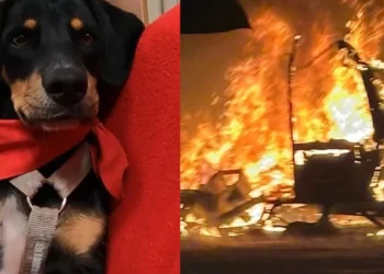 Awakened by the barking of their dog saved from euthanasia a few months earlier, motorhome drivers narrowly escape the fire (video)