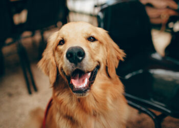 Colloidal silver, a natural alternative to treat your dog with multiple benefits