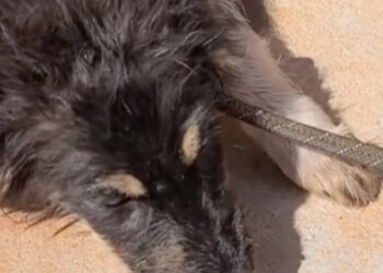 Covered in ticks and anemic, this young dog, well cared for by her foster family, is now spreading her joy of living
