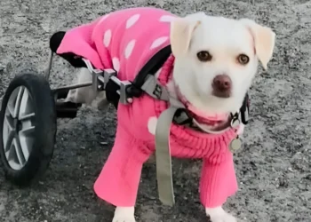 Deprived of her sick mistress, this paralyzed dog whose cart was stolen will soon receive a new one thanks to a solidarity fund
