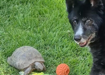 Eager to Play Ball, Border Collie Barks at 60-Year-Old Tortoise Who Prefers to Eat (Video)