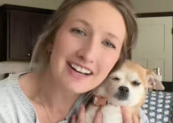 Elderly Chihuahua Dog Found Alone in Park Sees Her Life Transformed by Devoted Foster Family (Video)