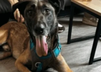 Given on a classified ads site then abandoned, this Malinois is looking for a loving family who will never reject him
