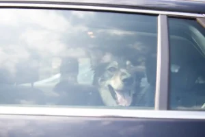 Dogs are called cars