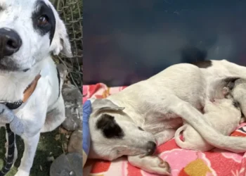 Inconsolable in the absence of her puppies, this dog regains her lost joy when they are brought to her at the shelter 5 days later