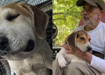“It’s my life’s work now”, a man invests himself to offer happiness and serenity to an abused dog and her puppy