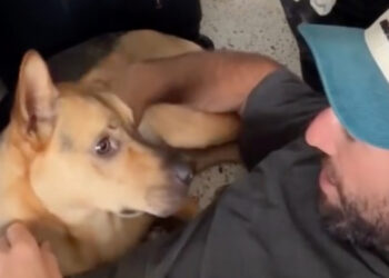 Man comforts his dog who hid in the closet before his first car ride (video)