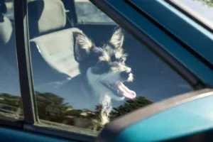 Protect dogs from heat