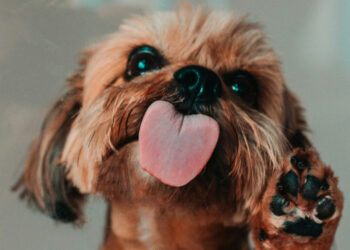 (Received idea) Dog saliva is antiseptic and heals human wounds