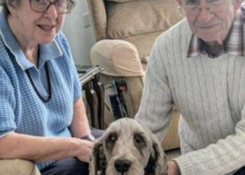 Rescued along with 250 animals, this dog begins a new life at 13, alongside delighted adopters