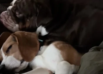 Saved from a breeding facility for scientific research, this Beagle finds comfort with his foster family's English Bulldog (video)
