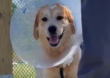 “She’s a golden female dog”, thrown from a moving van, this Patou cross receives the attention she deserves