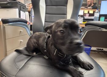 The SPA is looking for the owner of a dog voluntarily abandoned in a forest in Normandy and saved by walkers
